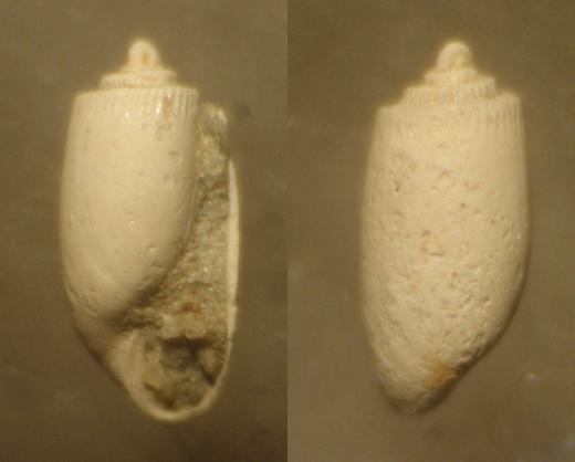 CONCHIGLIA PLIOCENE ASTI, 2